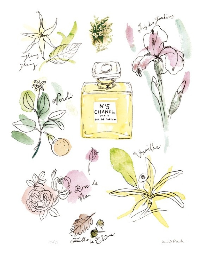 Chanel No 5 Perfume Ingredients Illustration